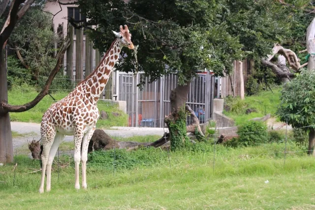 天王寺動物園