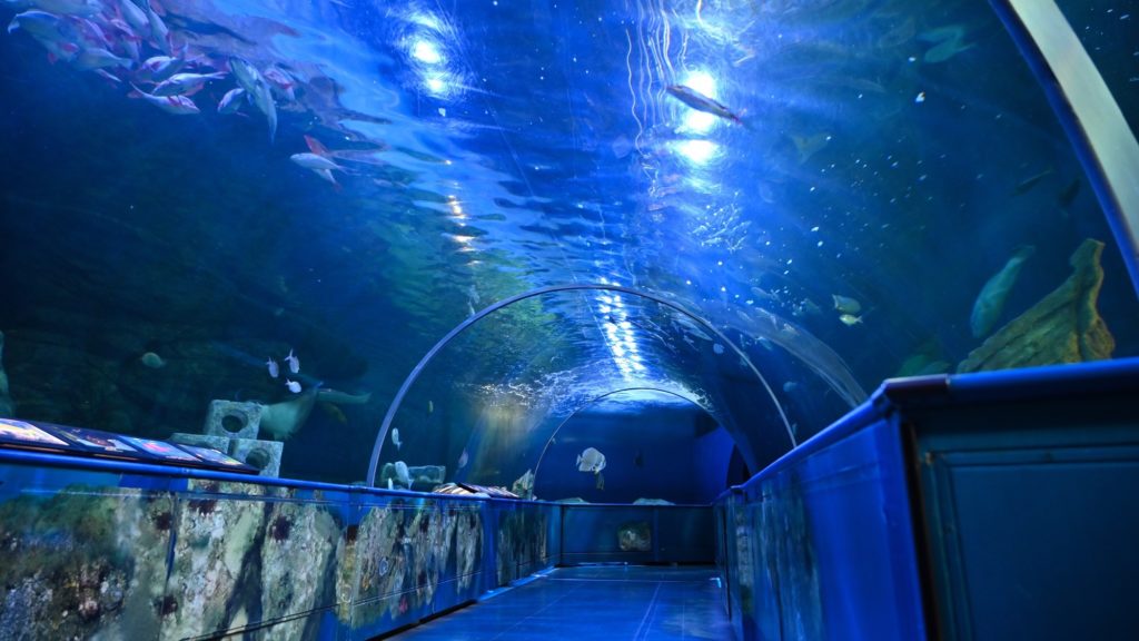 しながわ水族館内のトンネル水槽