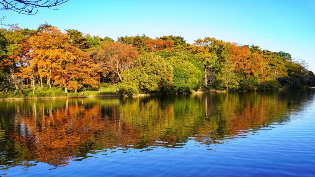 大宮公園で見られる紅葉
