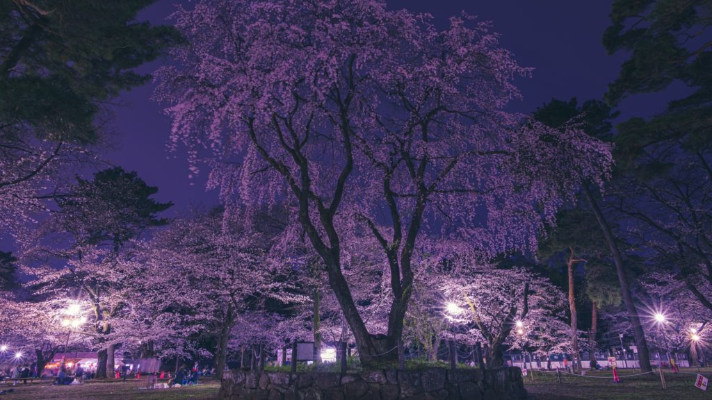 大宮公園内のライトアップされたシダレザクラ