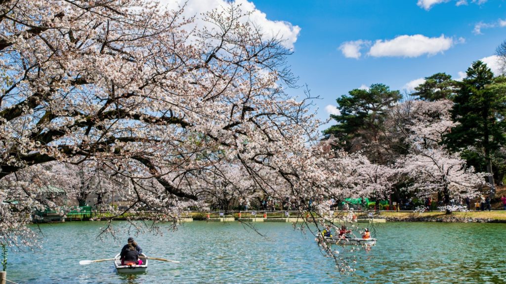 春の大宮公園に咲き誇る桜と池を進むボート