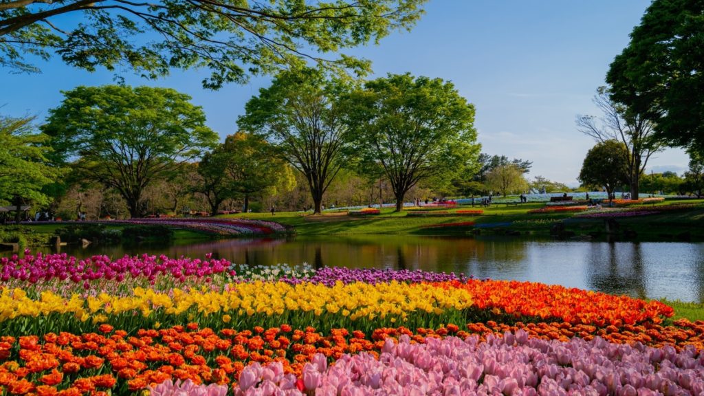 国営昭和記念公園のチューリップガーデン