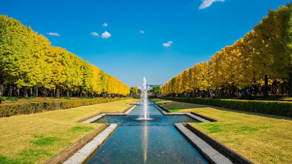国営昭和記念公園のイチョウ