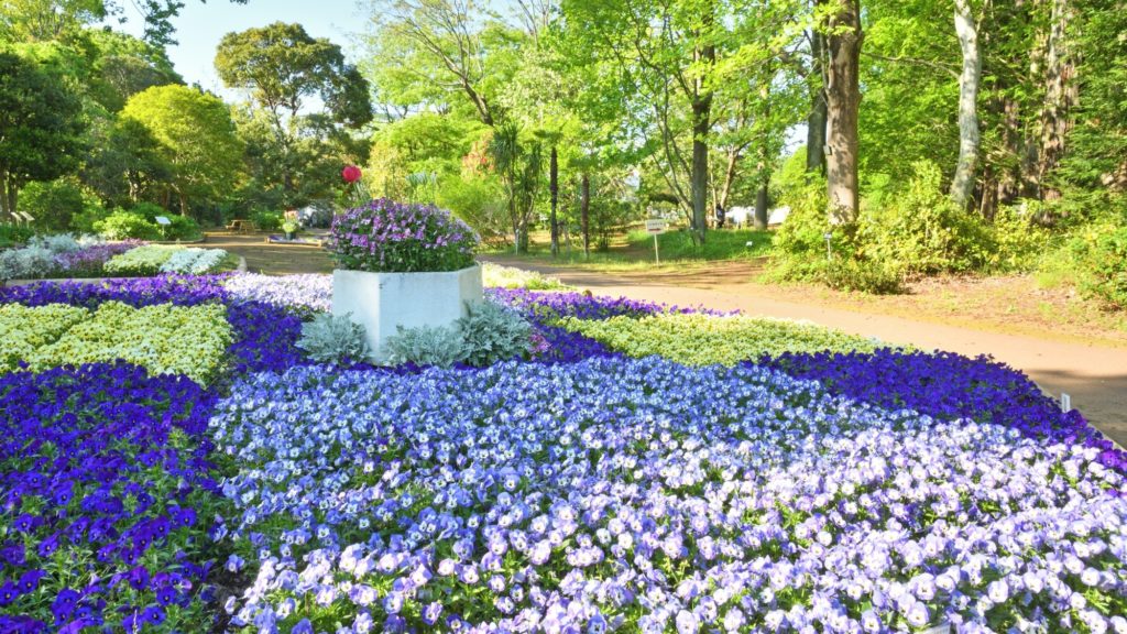 つくば植物園に咲き誇る紫の花々