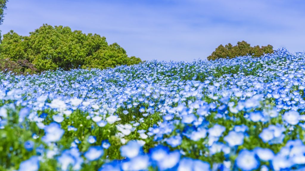 国営昭和記念公園のネモフィラ