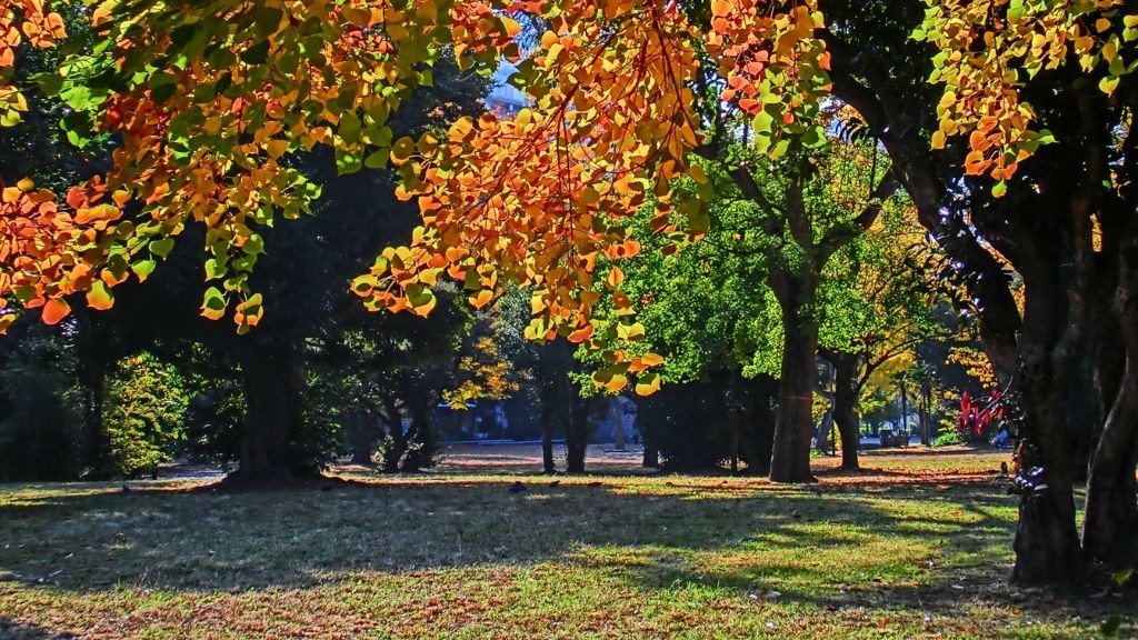 神奈川公園のもみじ