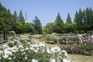 靭公園内のバラ園
