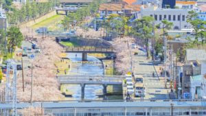 芦屋川と川沿いの桜