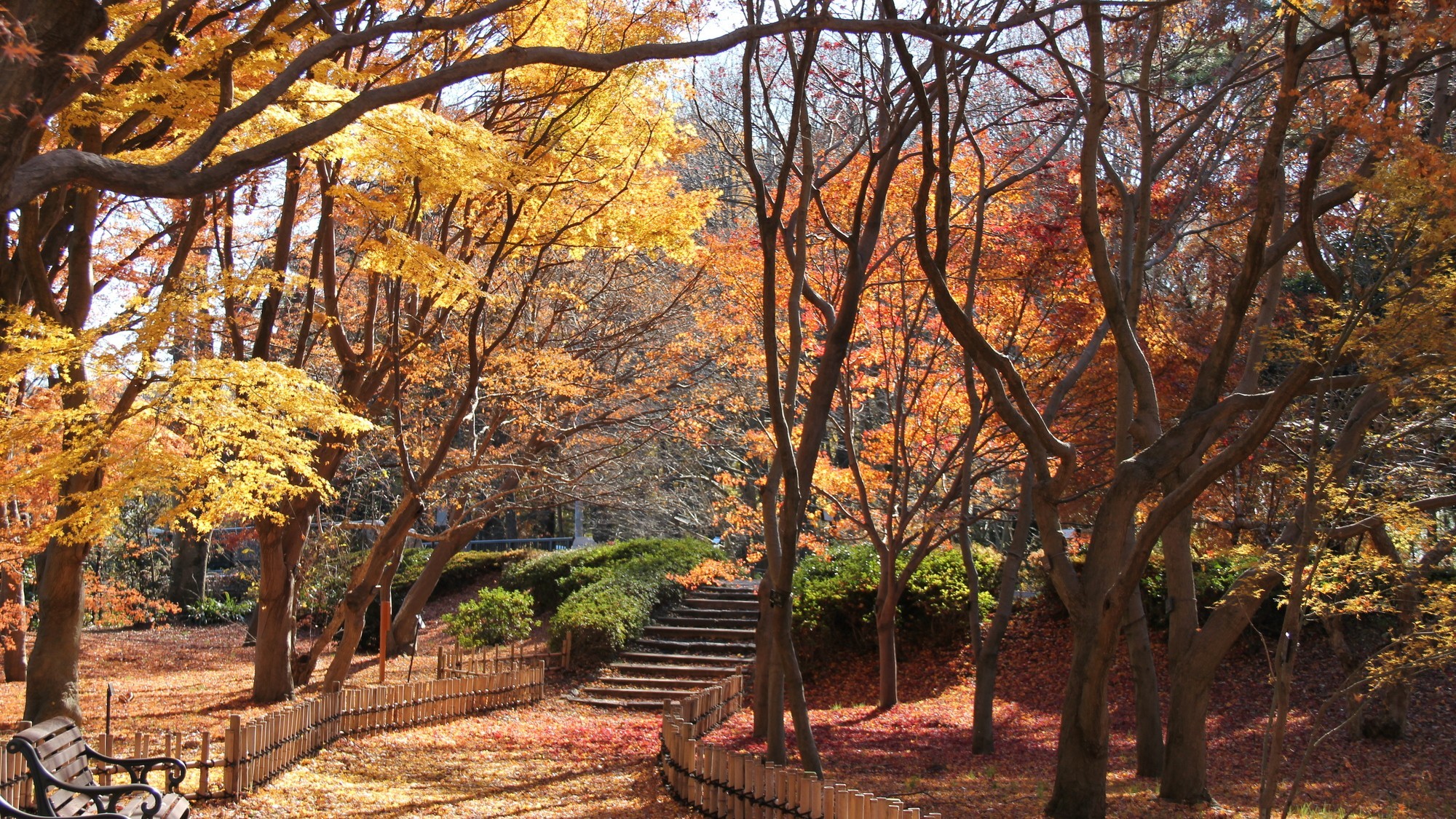 神代植物公園の紅葉