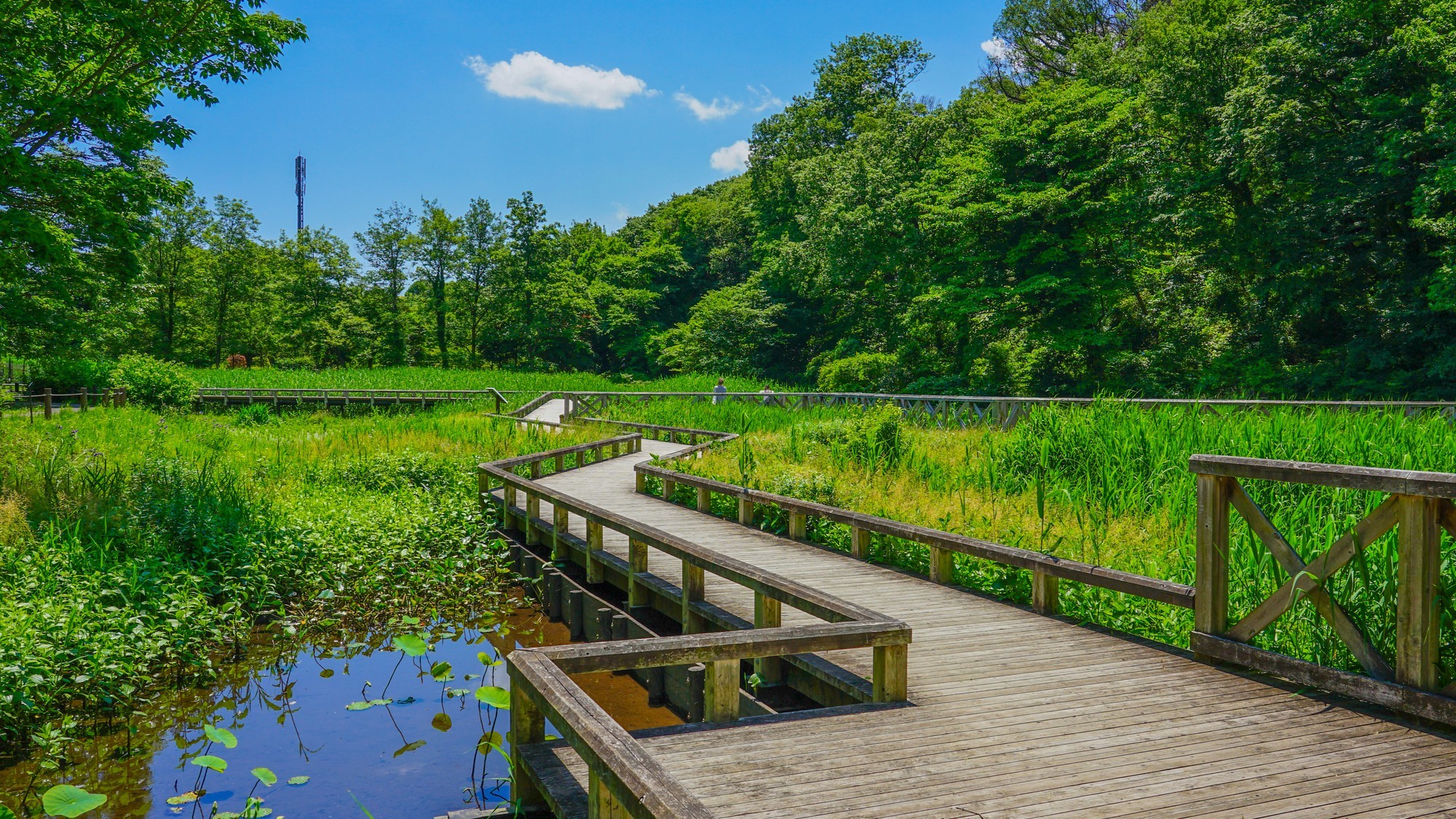 神代植物公園の水生植物園