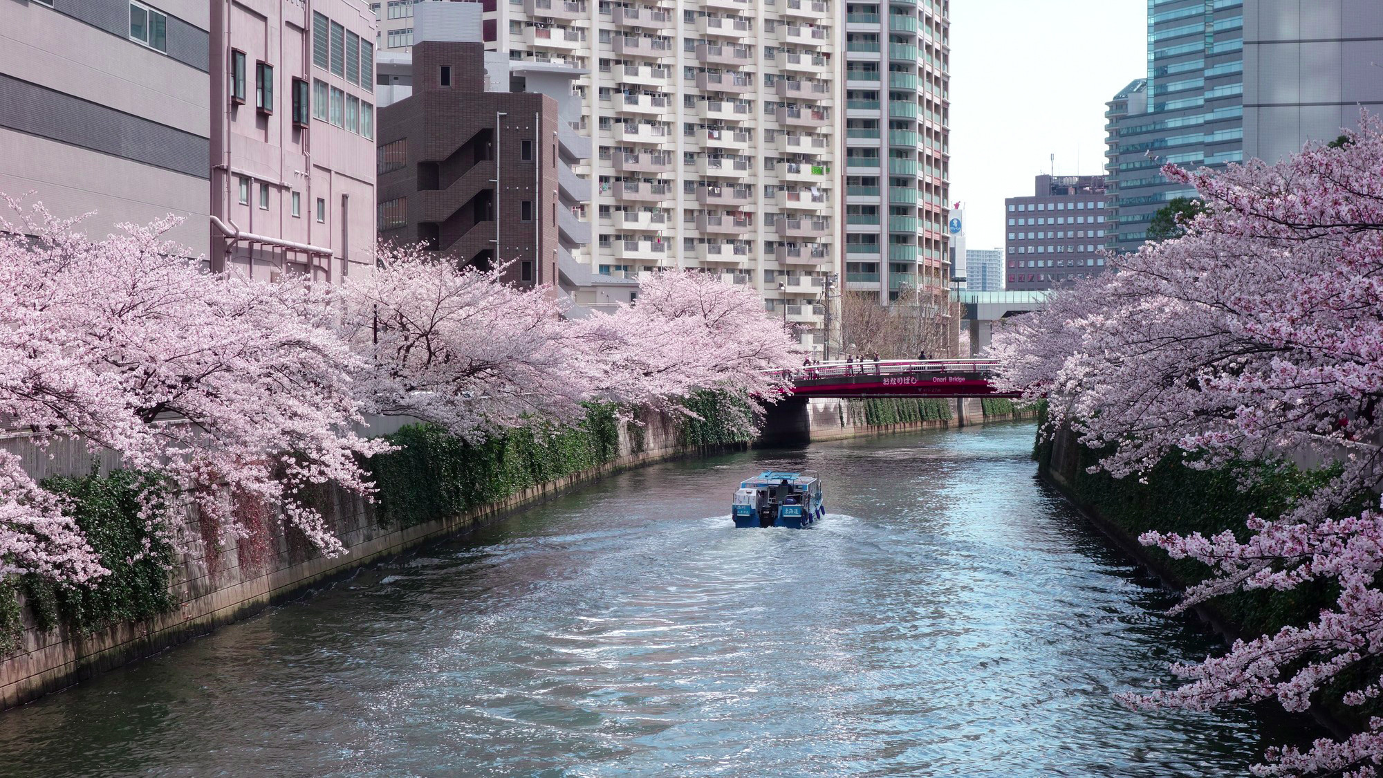目黒川沿いの桜