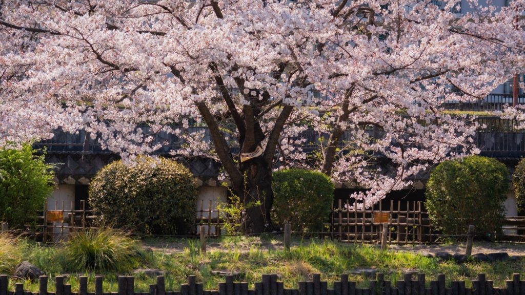 哲学堂公園　桜