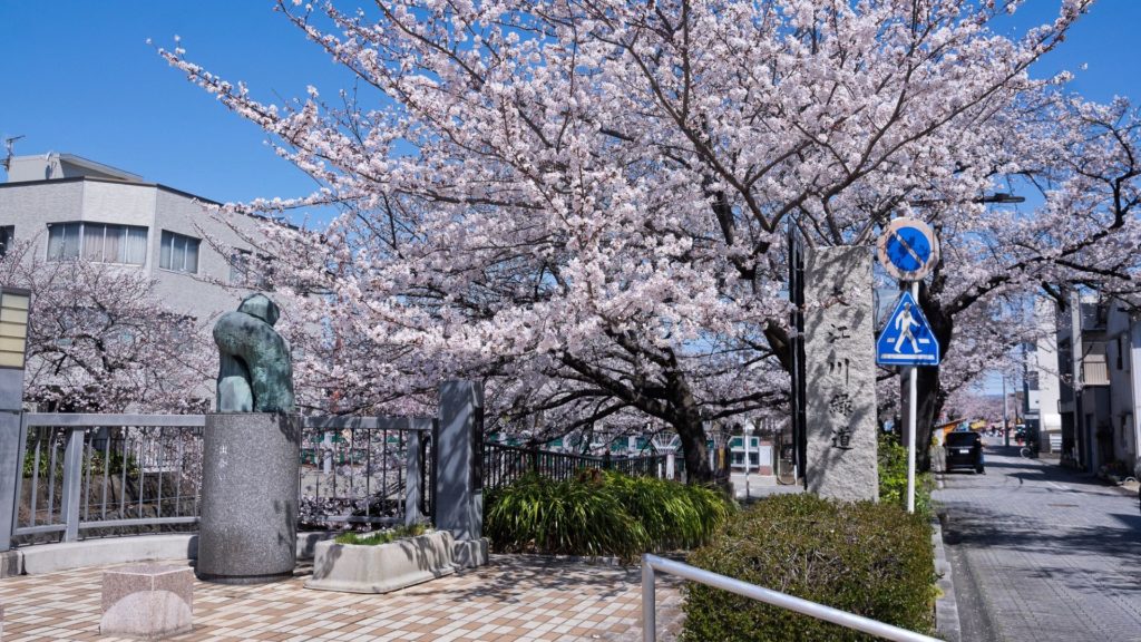 桜が咲き誇る大江川緑道の様子