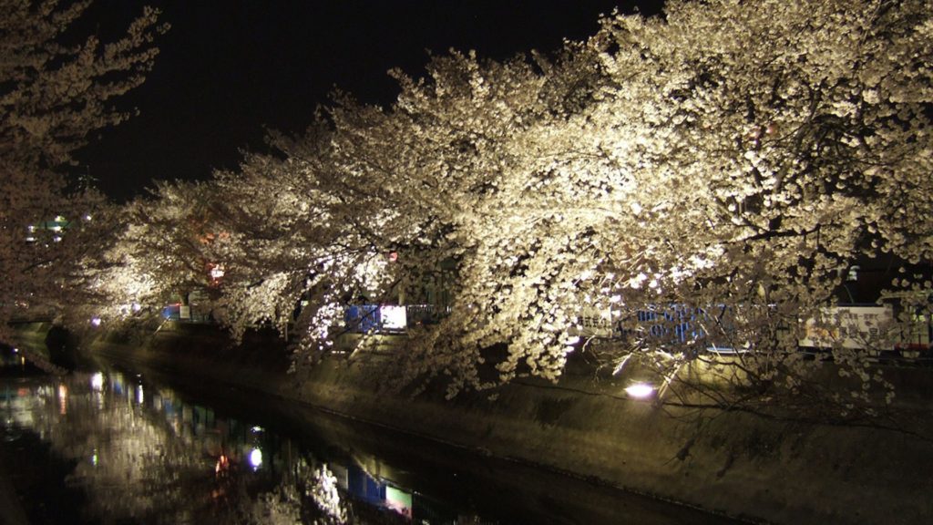 夜桜が輝く大江川緑道の様子
