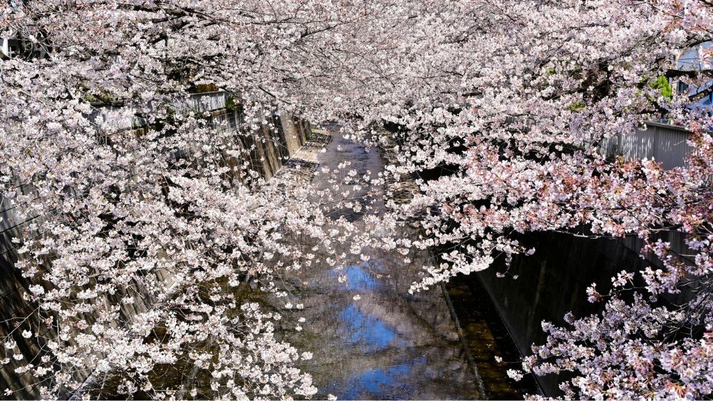 神田川に咲くソメイヨシノ