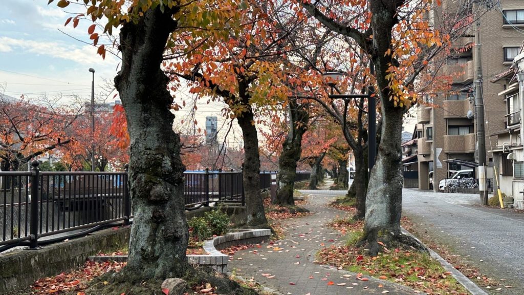 大江川緑道のソメイヨシノが紅葉する様子