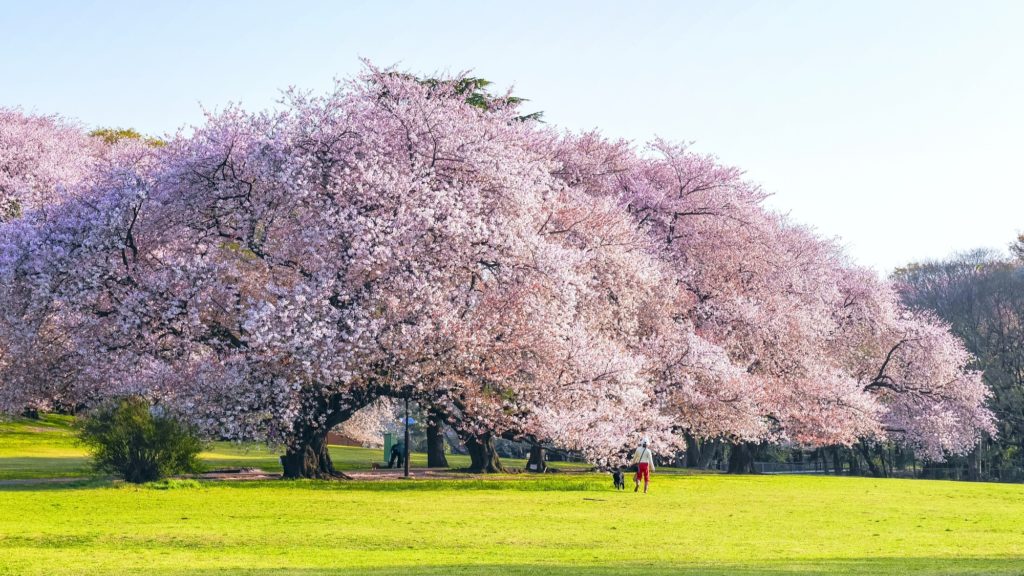 桜の名所でもある砧公園の桜