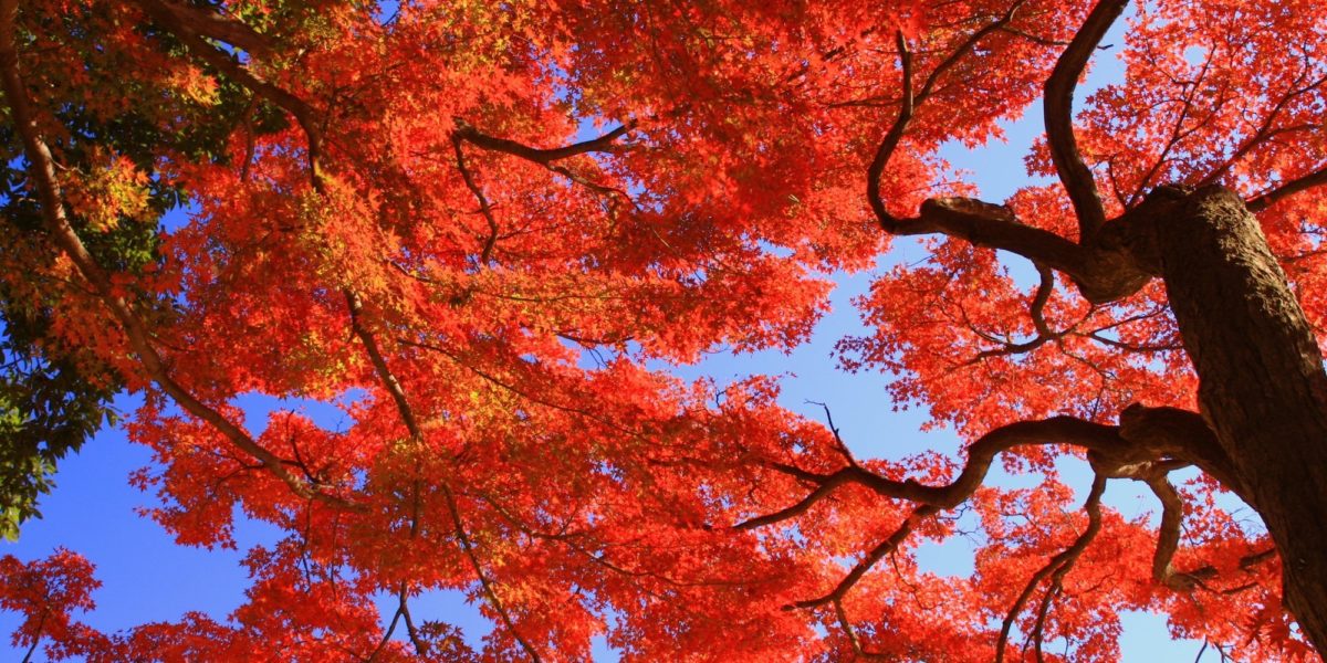 用賀ってどんな街？何がある？あふれる自然と文化、温和な商店街に暮らす