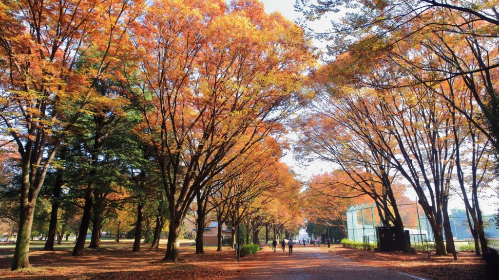 砧公園で見られる紅葉