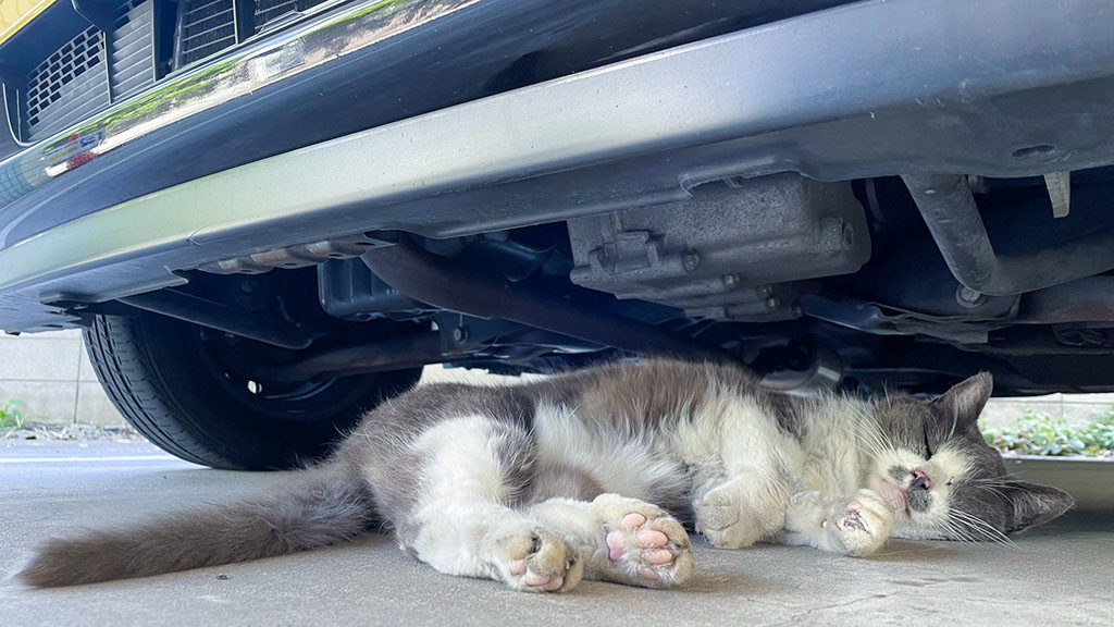 車の下で寝る猫