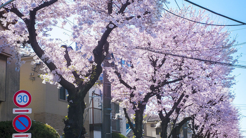 蒲田景観　桜並木