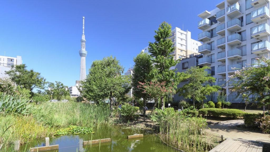 大横川親水公園から見える東京スカイツリー