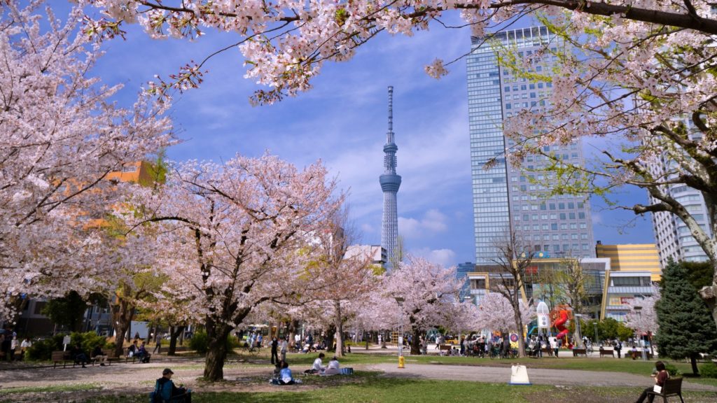 錦糸公園に咲く満開の桜