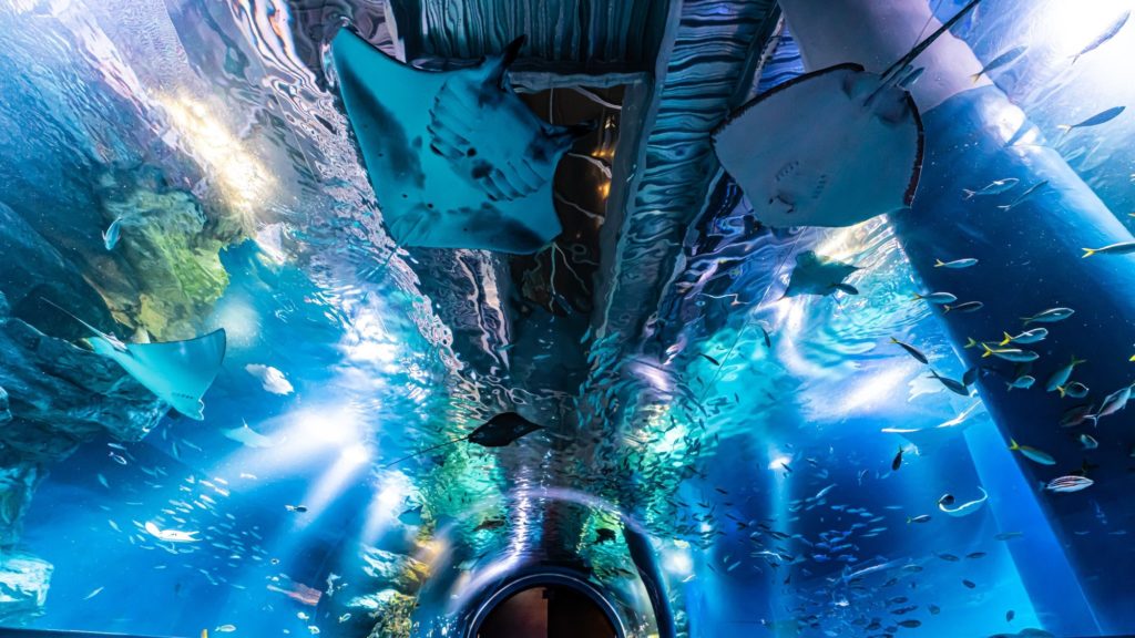 マクセル アクアパーク品川内のトンネルをエイなどの生物が泳ぐ様子