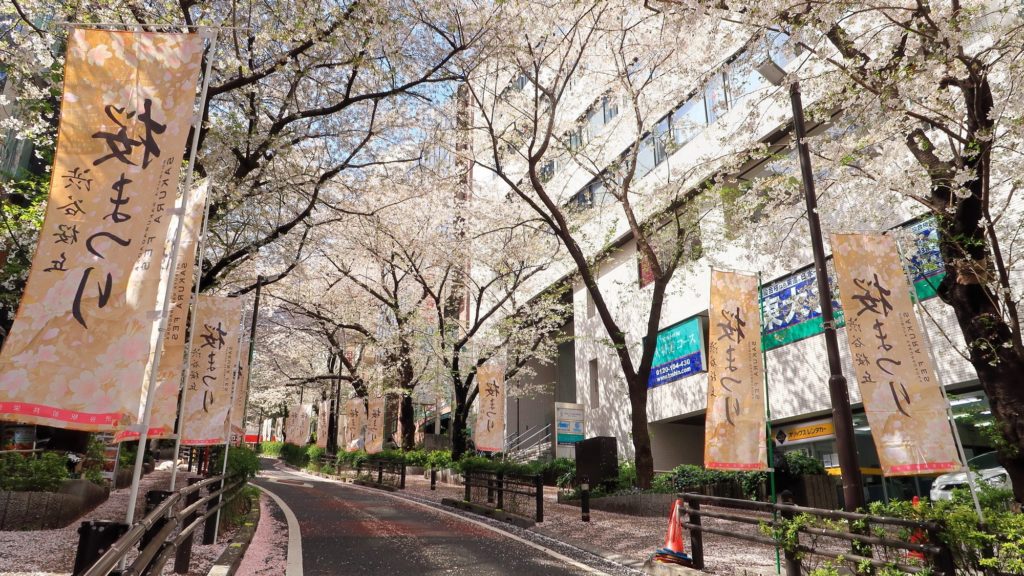 さくら坂の両脇に咲き誇る桜