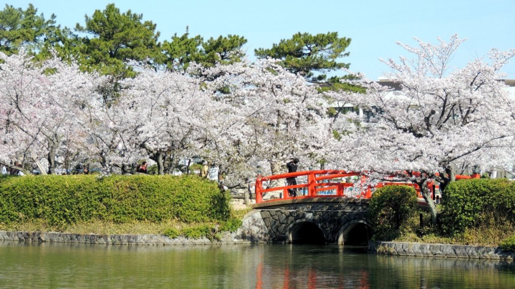 亀代公園で見られる桜
