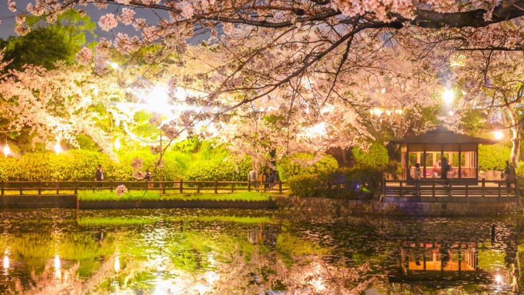 亀城公園内のライトアップされた桜