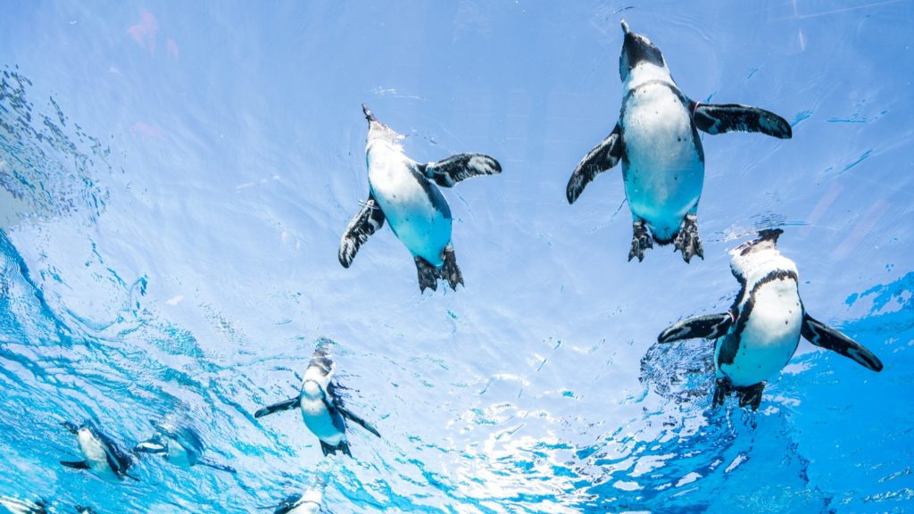 サンシャイン水族館の空飛ぶペンギン
