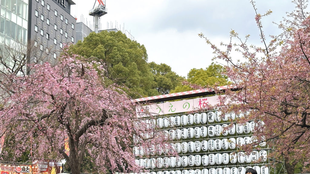 上野公園で行われているうえの桜まつりと桜
