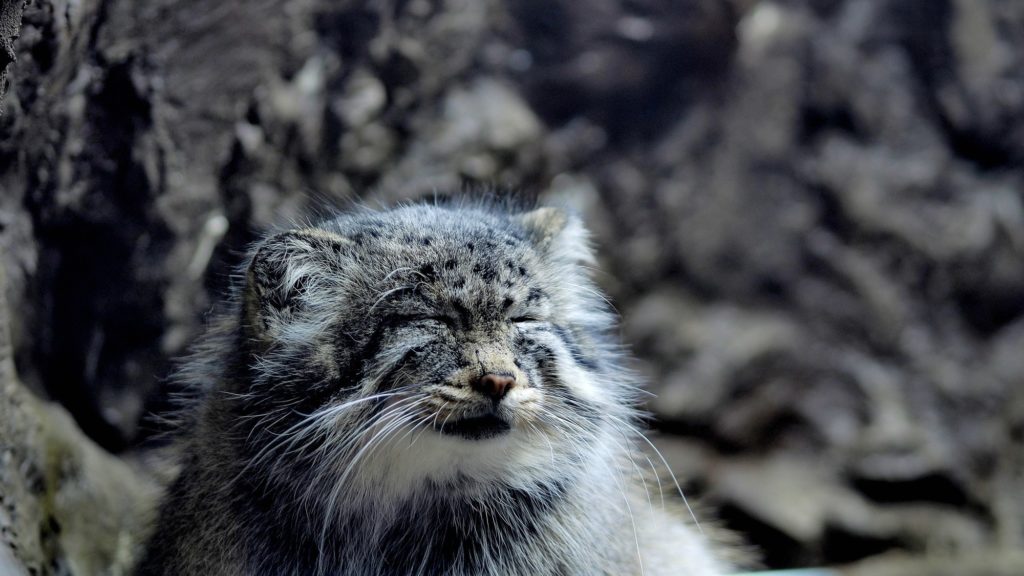 上野動物園内で飼育されているマヌルネコが目を瞑っている様子